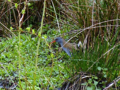 Water rail P1120092