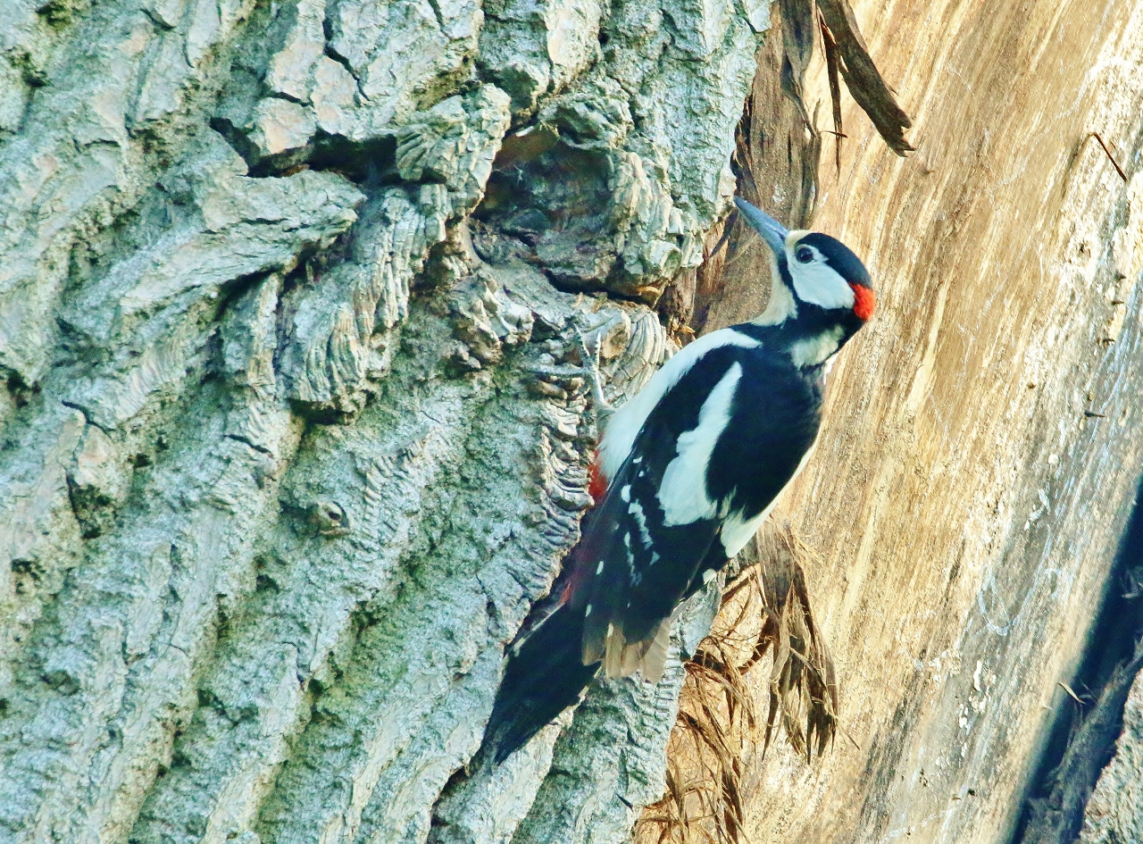 best 28 greater spotted woodpecker managed five acre best 28 greater spotted woodpecker managed five acre